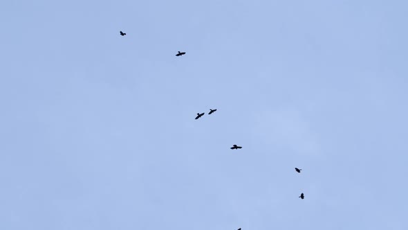 A Flock of Birds in the Air