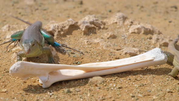 Many Whiptail lizards or blau blau crawling over bone from dead carcass in arid desert landscape, cl