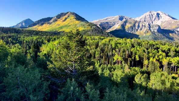 Flying just over a pine forest with a view of an aspen grove on a mountainside turning golden in ear