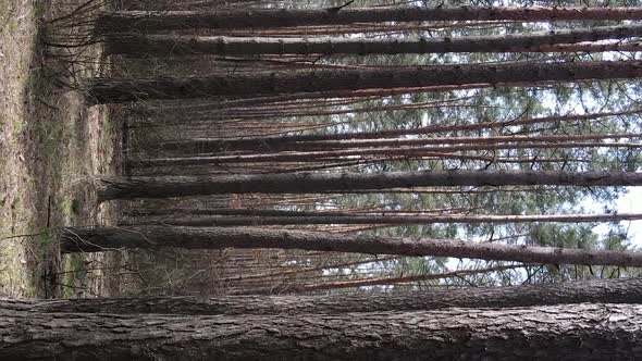 Vertical Video of Trees in a Pine Forest Slow Motion