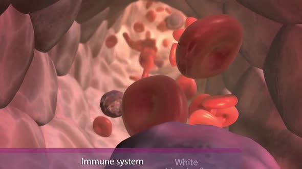 White blood cell and antigen in the immune system