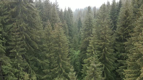 Ukraine, Carpathians: Forest Landscape. Aerial View. Flat, Gray