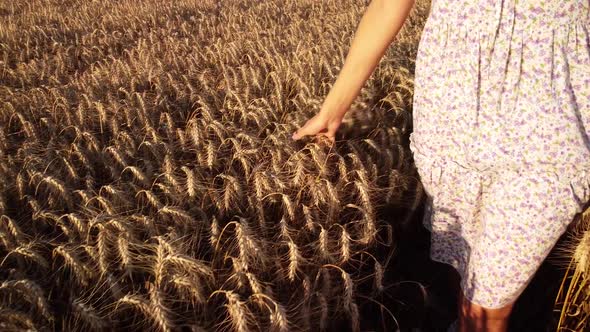 Close-up footage of a young girl in light dress walking in the grain, touches ripe ears of rye