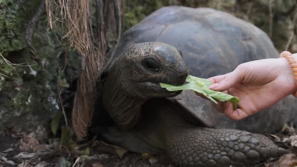 A Huge Aldabra Giant Tortoise Eats Food on a Prison Island in Zanzibar Africa