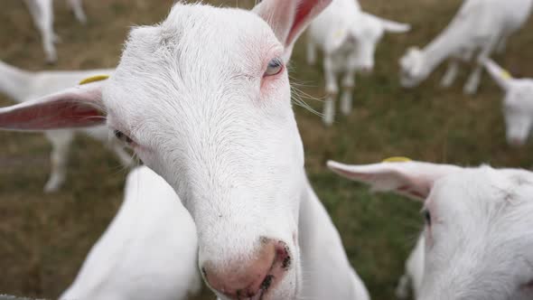 Closeup Face of White Goat Eating Grass in Slow Motion Outdoors with Blurred Flock at Background