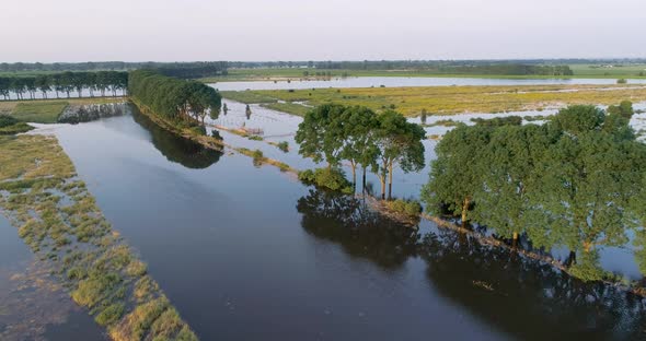 Aerial view of corn field along river Maas, The Netherlands.