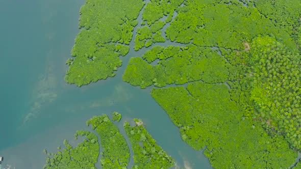 Aerial View of Mangrove Forest and River