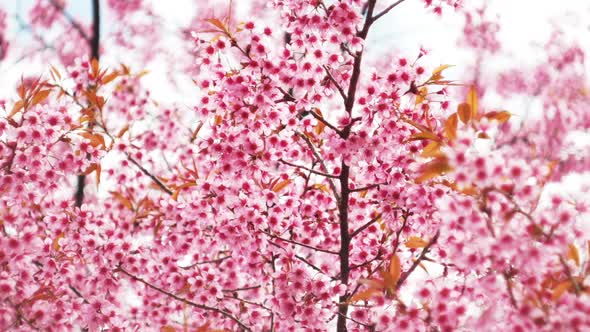 Cherry blossom Branch