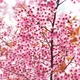 Cherry blossom Branch - VideoHive Item for Sale