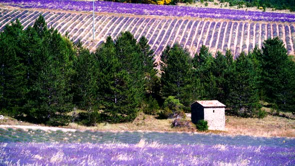 Provence Landscape With Lavender Fields, France