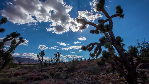 Landscape Joshua Trees Time Lapse