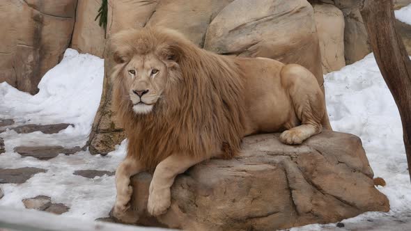 The Lion Lies On A Stone Against The Background Of Falling Snow