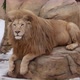 The Lion Lies On A Stone Against The Background Of Falling Snow - VideoHive Item for Sale