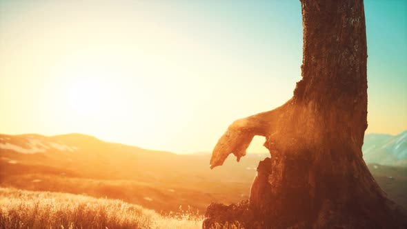 Old Tree Stump Trunk on the Hill at Sunset