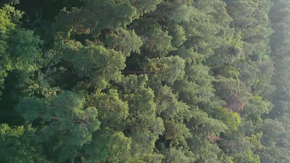 Vertical Video Aerial View of Trees in the Forest