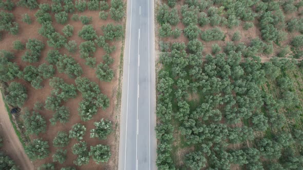 Aerial Olive Gardens and Road