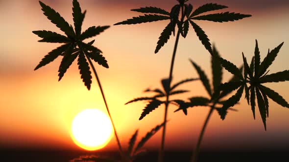 Marijuana Field in the Amazing Sunset Background. Leaves of Canabis Swaying in the Wind.