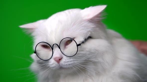 Portrait of Highland Straight Fluffy Cat with Long Hair and Round Glasses. Fashion, Style, Cool