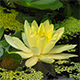 Opening Of Water Lily Flower  - VideoHive Item for Sale