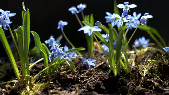 Beautiful Blooming Blue Flowers in Spring