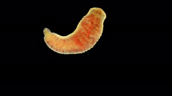 Oligochaeta Worm Under a Microscope, Type Annelida, Sample Found at Lake Baikal