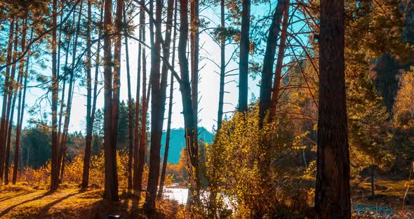 Mountain Evergreen Pine Tree Forest Timelapse at the Summer or Autumn Time