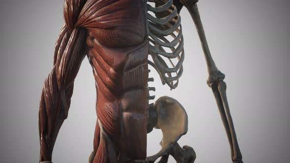 Muscular and Skeletal System of Human Body alt