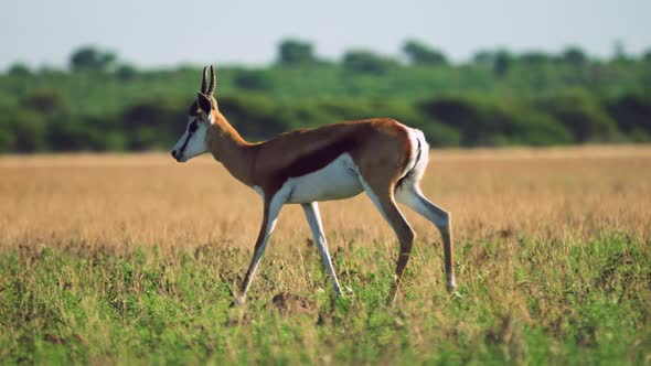 Springbok Walks In Sun Across Short Grass In Central Kalahari Game Reserve, Botswana - wide shot