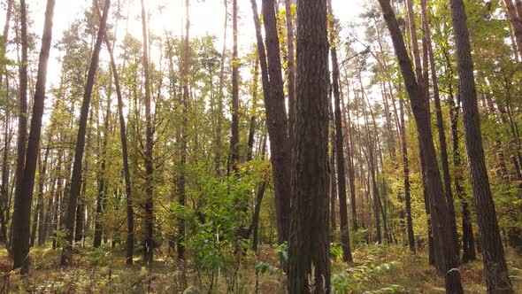 Trees in the Forest on an Autumn Day