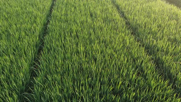 Aerial view of green rice fields in the morning