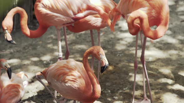 Pink Flamingo Florida Wildlife