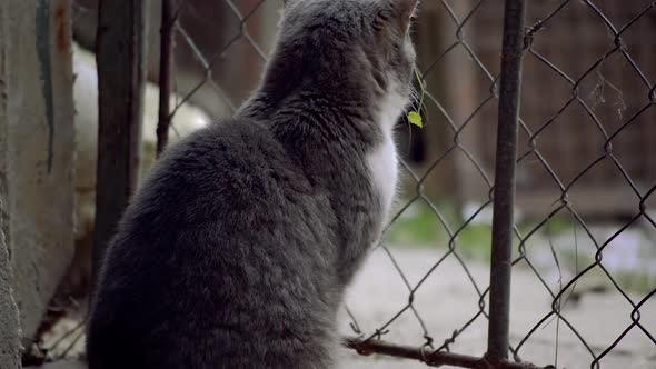 Adult silver and white domestic male cat sitting in front of the backyard gate while doing funny fac