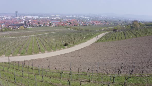 Sporty man riding his racing bicycle through vineyards in Germany