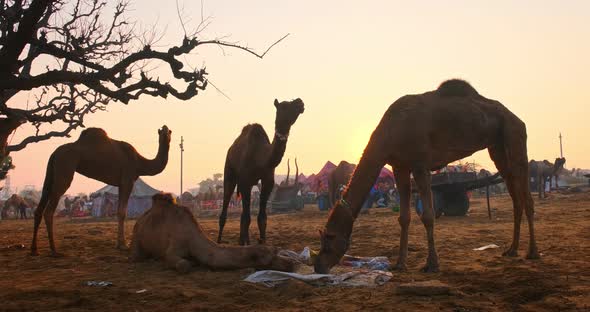 Camels at Pushkar Mela Camel Fair Festival in Field Eating Chewing at Sunrise. Pushkar, Rajasthan