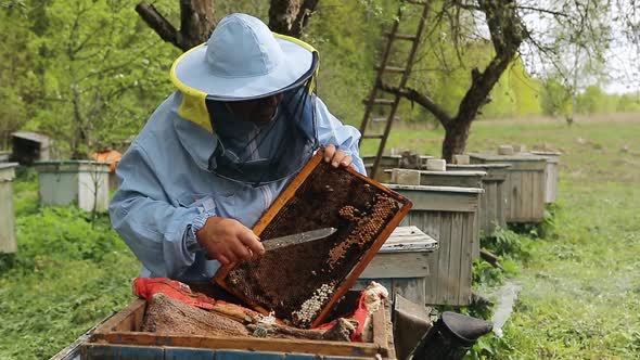The Beekeeper Holds a Honey Frame with Bees in Hands and Cuts Bad Bees Brood