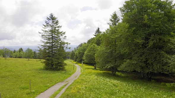 Forward Aerial Over Green Meadows Covered in Flowers and Pine Trees Along Hiking Path