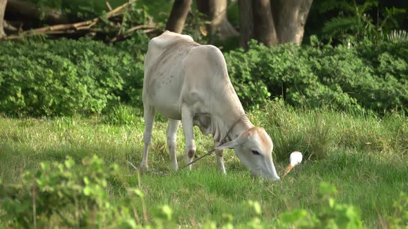 A cattle is grazing grass