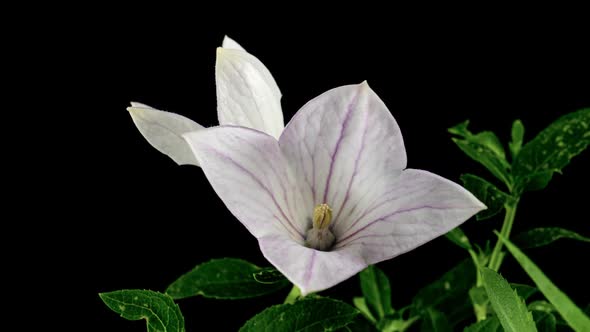 White Platycodon Flower Opening Blossom in Time Lapse on a Black Background