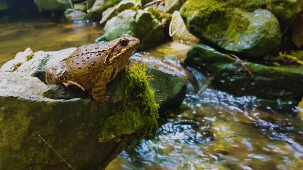 Forest frog fibrillating on a rock in a fast flowing stream.