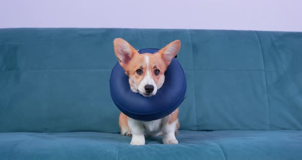 Welsh Corgi Pembroke or Cardigan Puppy with Protective Inflatable Collar Around Its Neck or Foam