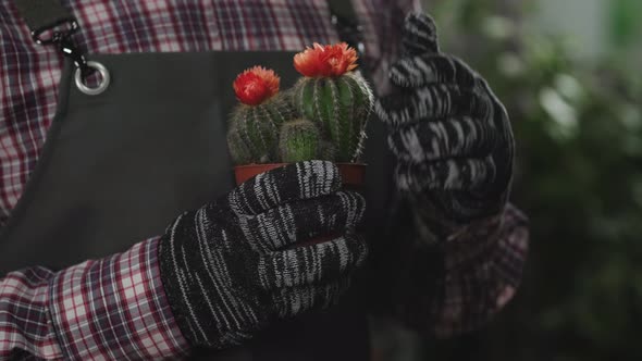 Beautiful Blooming Cactus in the Hands of a Florist