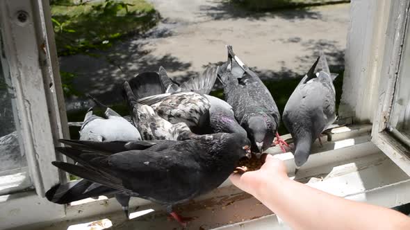 Girl Feeding Birds Doves with Hands on Home Window