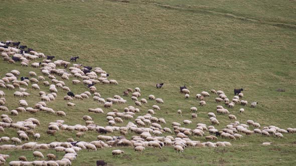 Timelapse of the flock of sheep grazing