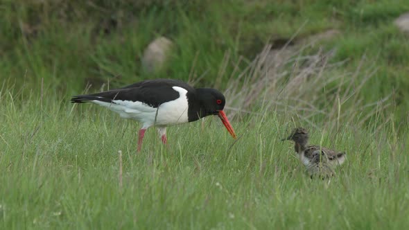 Oystercatcher probing for food with bill and feeding it's young chick