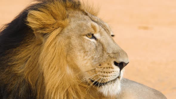 Tight Close up of a Asiatic Lion in its full magnificent glory as the Royal Mane flows in wind