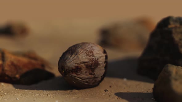 Coconut on Sand Beach at Sunset