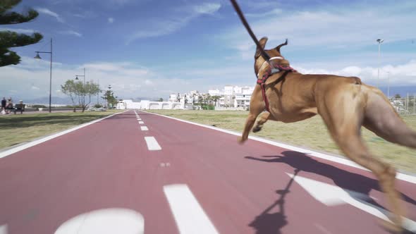 Following boxer dog running fast