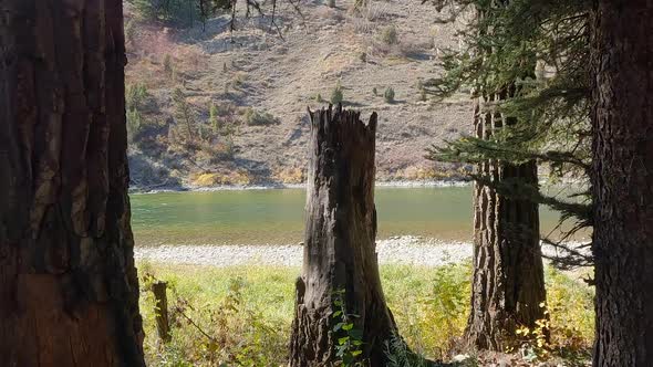 Looking through trees at the Snake River moving in slow motion