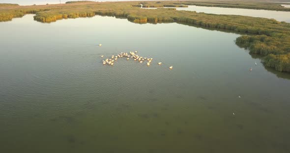 Breeding Grounds of Pelicans in Tuzly Estuary National Nature Park Near By Black Sea Coast, Ukraine