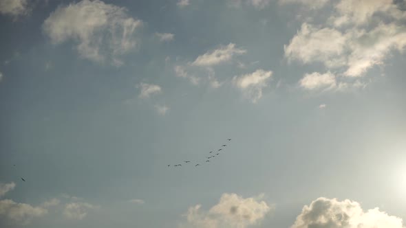 a Flock or School of Migratory Birds Flies Under a Cloudy Sky After Rain Over the Sea Along the
